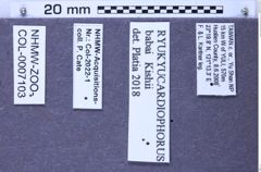 Etiketten zu Ryukyucardiophorus babai (Kishii, 1991) (NHMW-ZOO-COL-0007103)